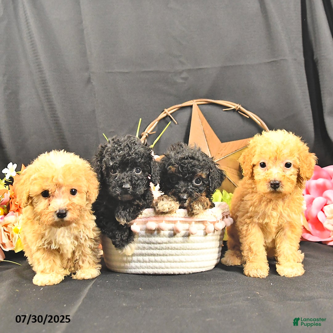 Miniature Poodle dogs for sale: Charity   Extra Small - Image 4
