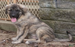 Anatolian Shepherd dogs for sale: Chloe - Image 3