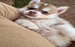 Pomsky dogs for sale: Bella - Image 2