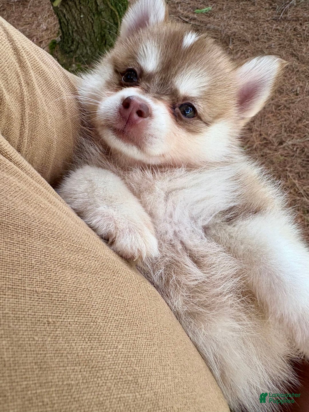 Pomsky dogs for sale: Bella - Image 2