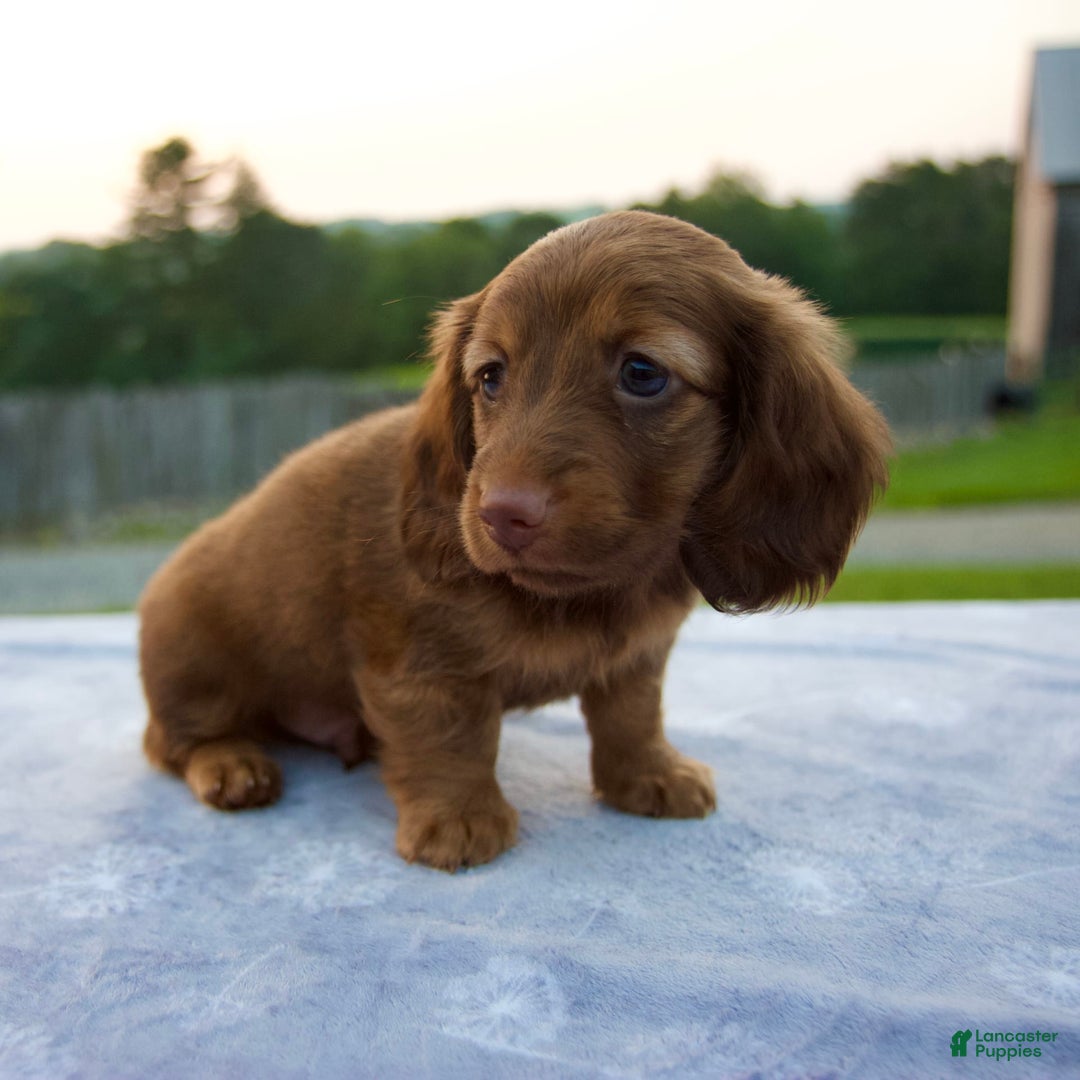 Miniature Dachshund dogs for sale: Otis - Image 7