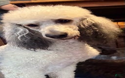 Bernedoodle dogs for sale: F1b Standard Bernedoodle - Image 12