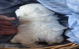 Toy Poodle dogs for sale: Paisley Number 1 Girl - Image 4