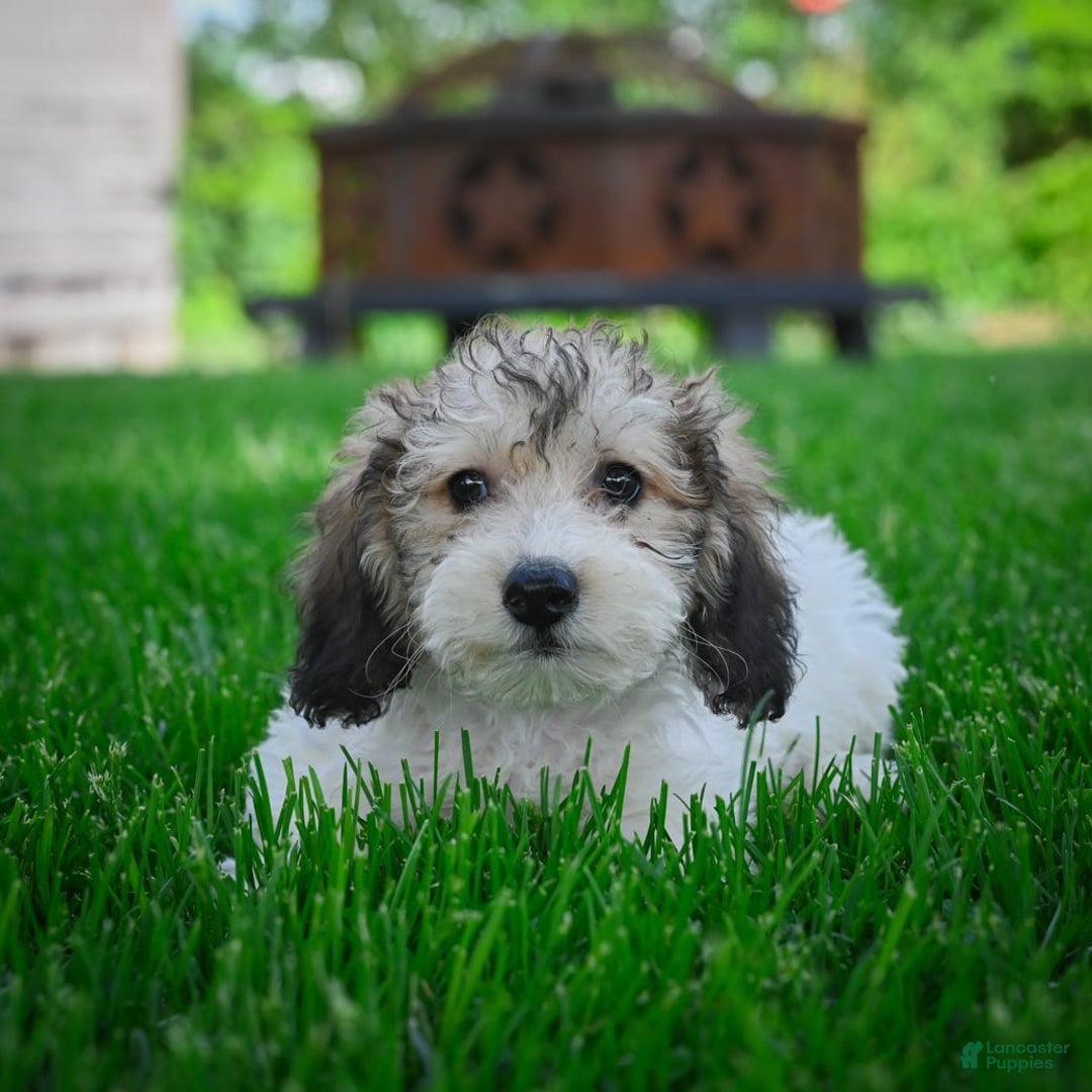 Bichpoo dogs for sale: Barry - Image 11