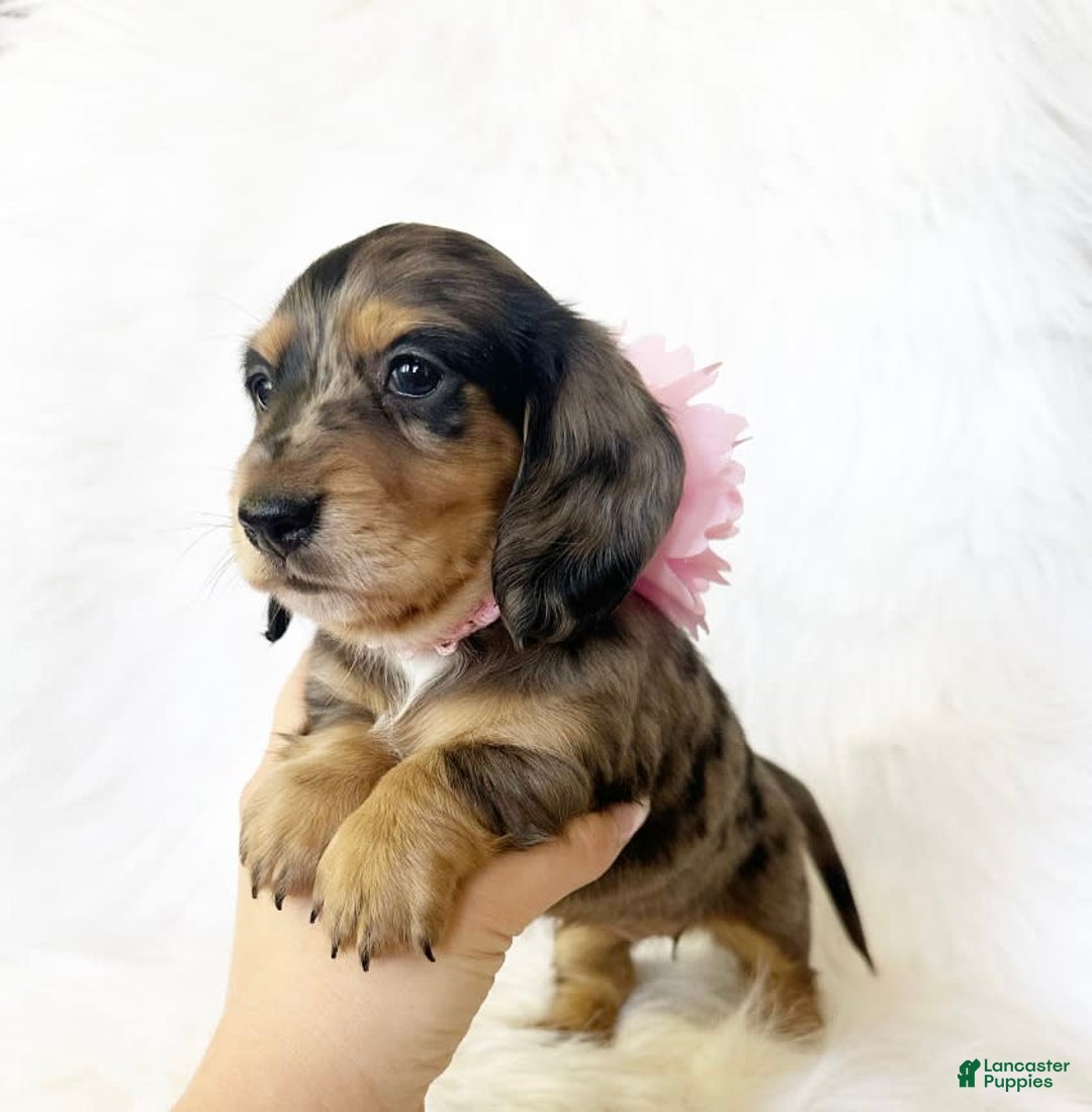 Miniature Dachshund dogs for sale: Akc Violet - Image 2