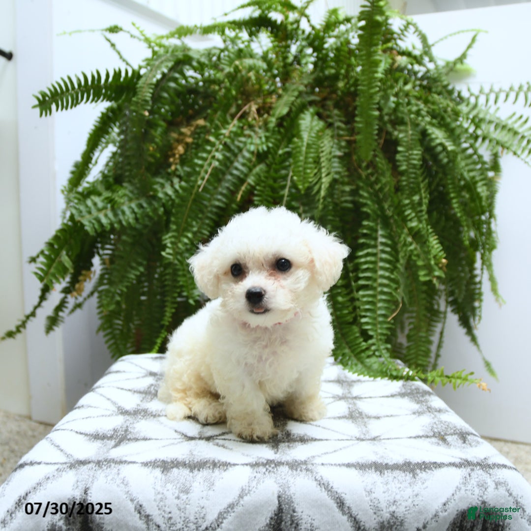 Bichon Frise dogs for sale: Zoey - Image 2
