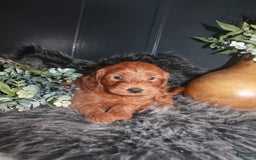 Mini Goldendoodle dogs for sale: Bear - Image 3