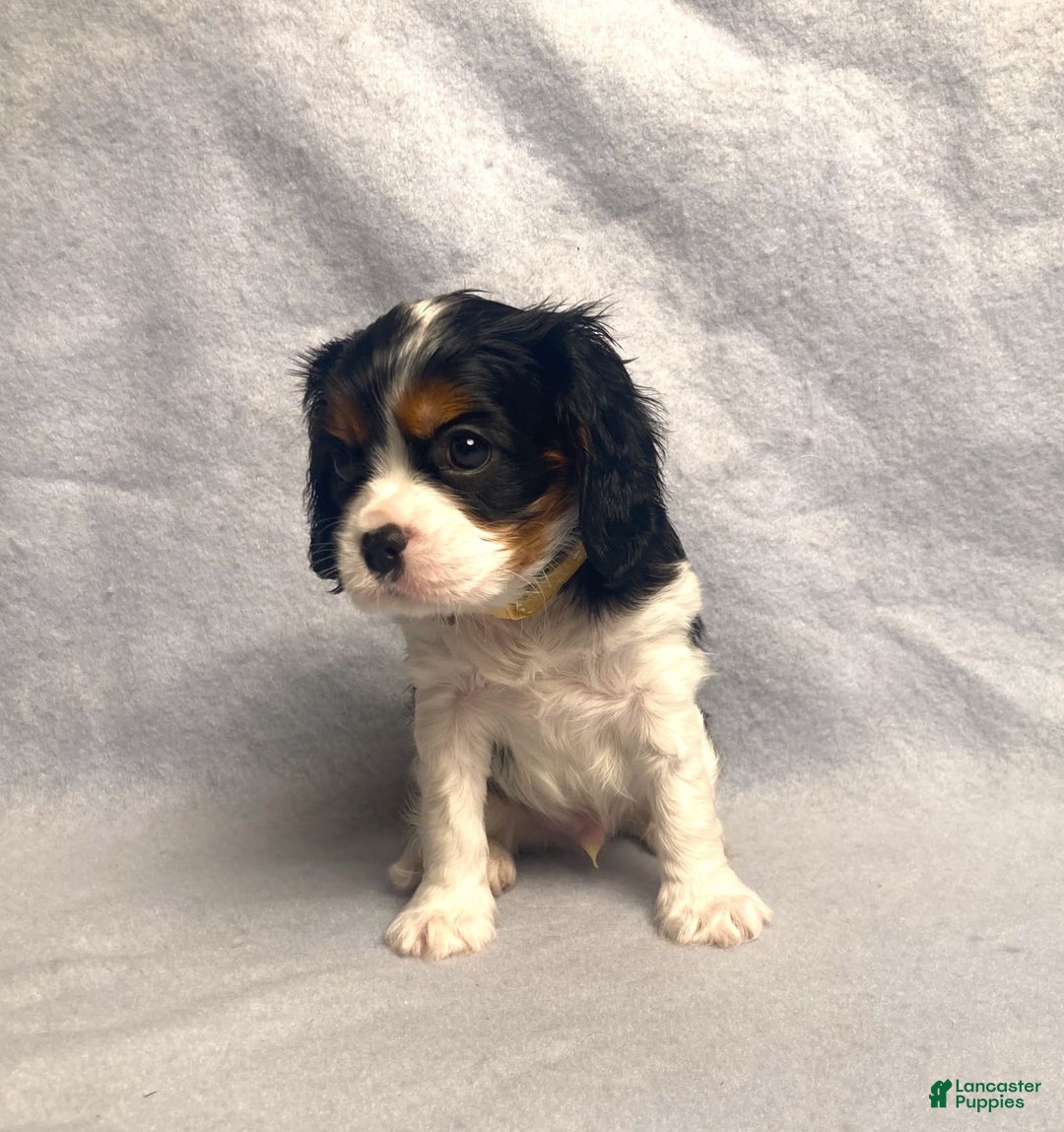 Cavalier King Charles Spaniel dogs for sale: Toby - Image 18