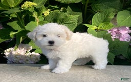 Coton De Tulear dogs for sale: Pearl - Image 17