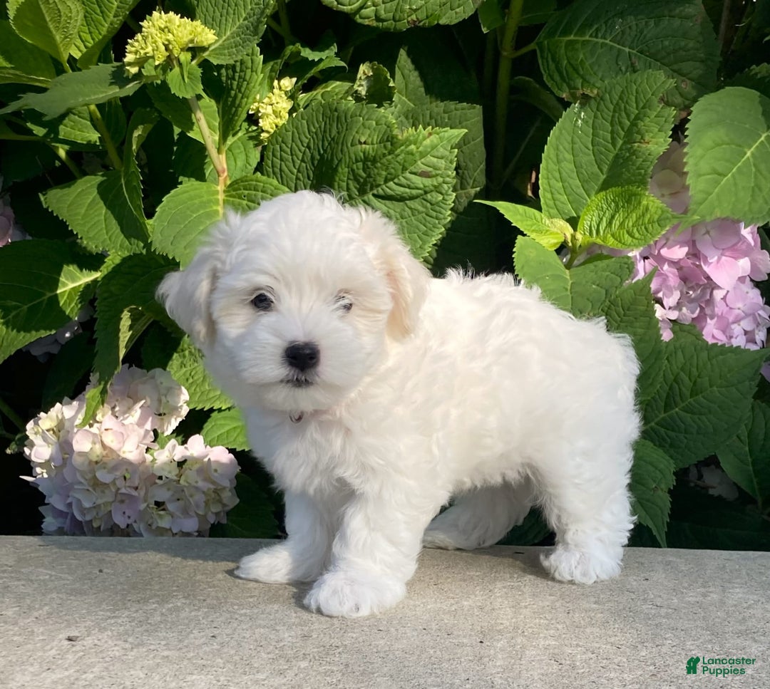 Coton De Tulear dogs for sale: Pearl - Image 17