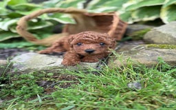 Toy Poodle dogs for sale: 🌷 Ruby - Image 1