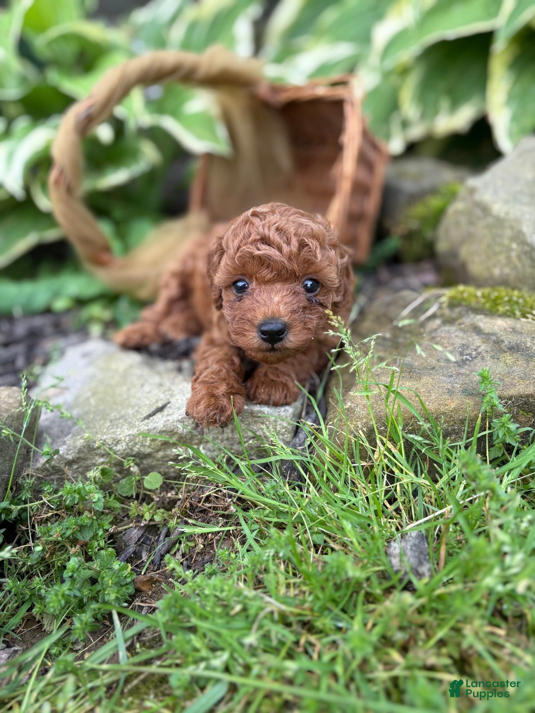 Toy Poodle dogs for sale: 🌷 Ruby - Image 1