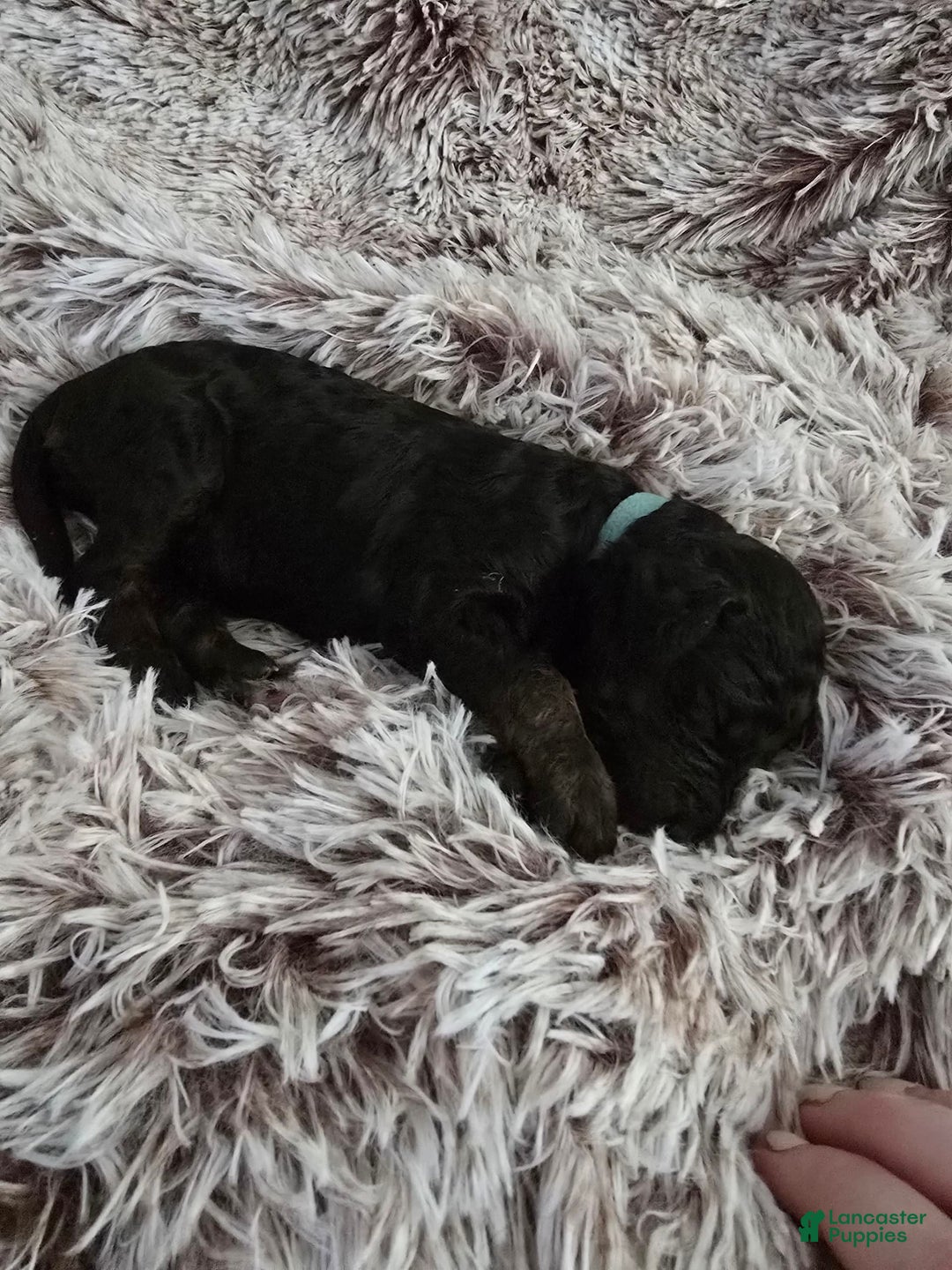 Labradoodle dogs for sale: Bluey - Image 2