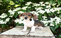 Miniature Dachshund dogs for sale: Rascal - Image 4