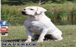 Labrador Retriever dogs for sale: Gabi - Image 4