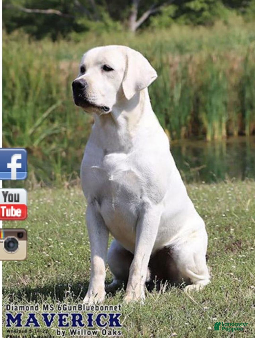 Labrador Retriever dogs for sale: Gabi - Image 4