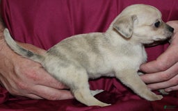 Chihuahua dogs for sale: Parker - Image 5