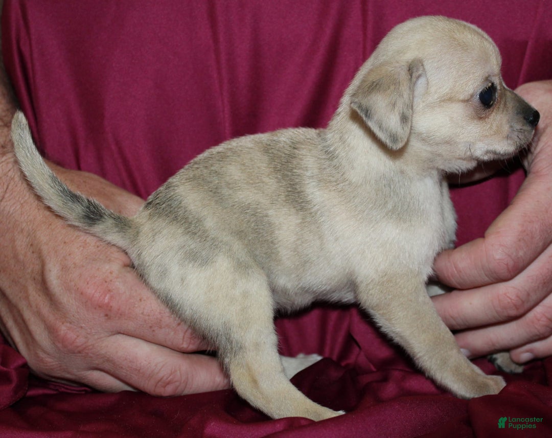 Chihuahua dogs for sale: Parker - Image 5