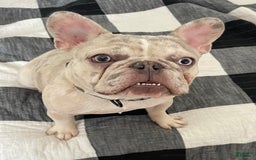 French Bulldog dogs for sale: Luke - Image 7