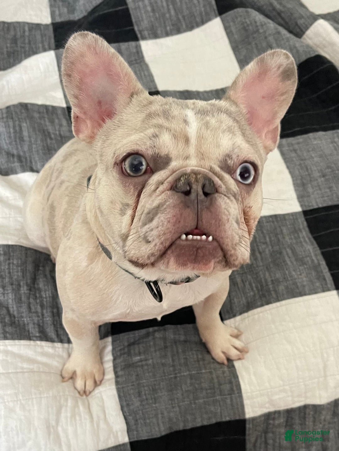 French Bulldog dogs for sale: Luke - Image 7