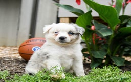 Miniature Australian Shepherd dogs for sale: Domino - Image 3