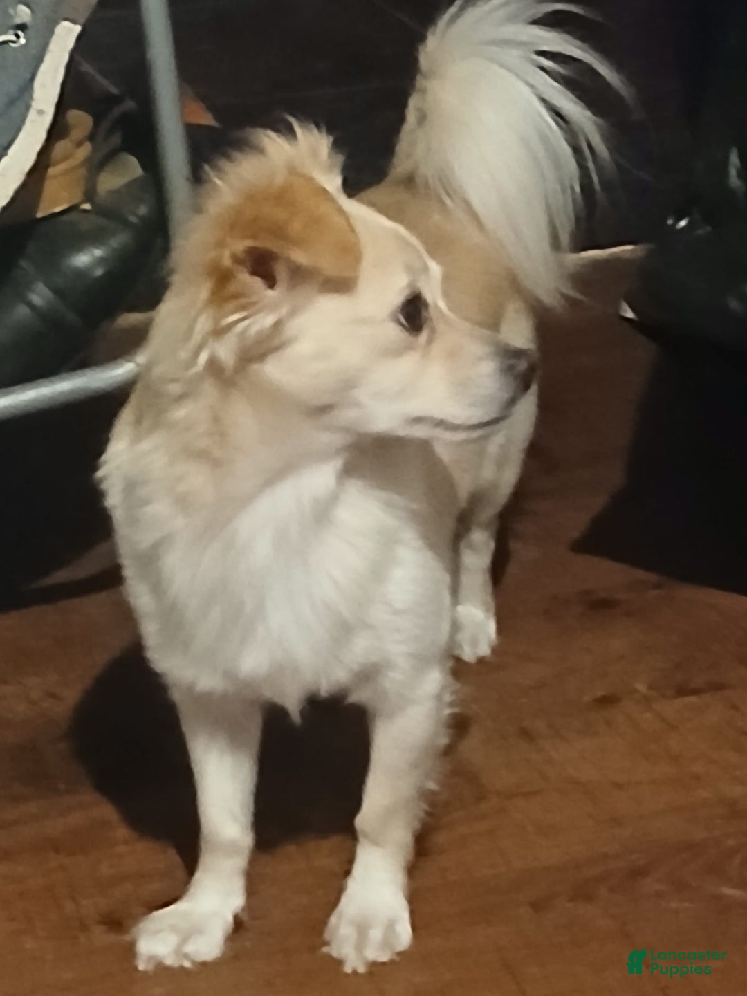Chihuahua dogs for sale: Fluffy white Puppies - Image 20