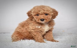 Mini Goldendoodle dogs for sale: Wyatt - Image 3