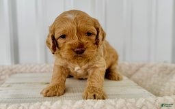 Cockapoo dogs for sale: Male Two - Image 3