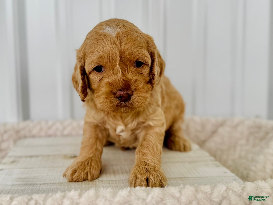 Cockapoo dogs for sale: Male Two - Image 3