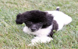 Miniature Poodle dogs for sale: Nugget - Image 24