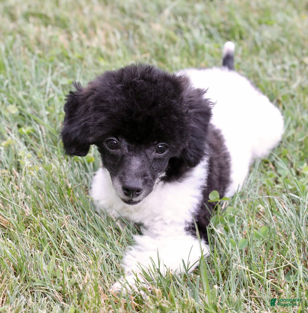 Miniature Poodle dogs for sale: Nugget - Image 24