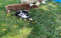 Australian Shepherd dogs for sale: Colby - Image 5