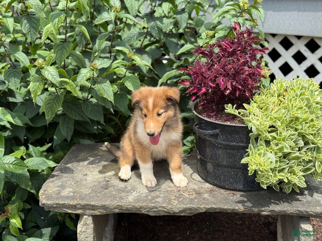 Collie dogs for sale: Alvin - Image 3