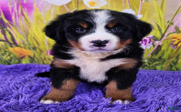 Bernese Mountain Dog dogs for sale - Ad 4