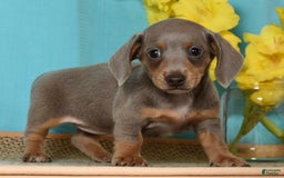 Miniature Dachshund dogs for sale: Lisa - Image 8