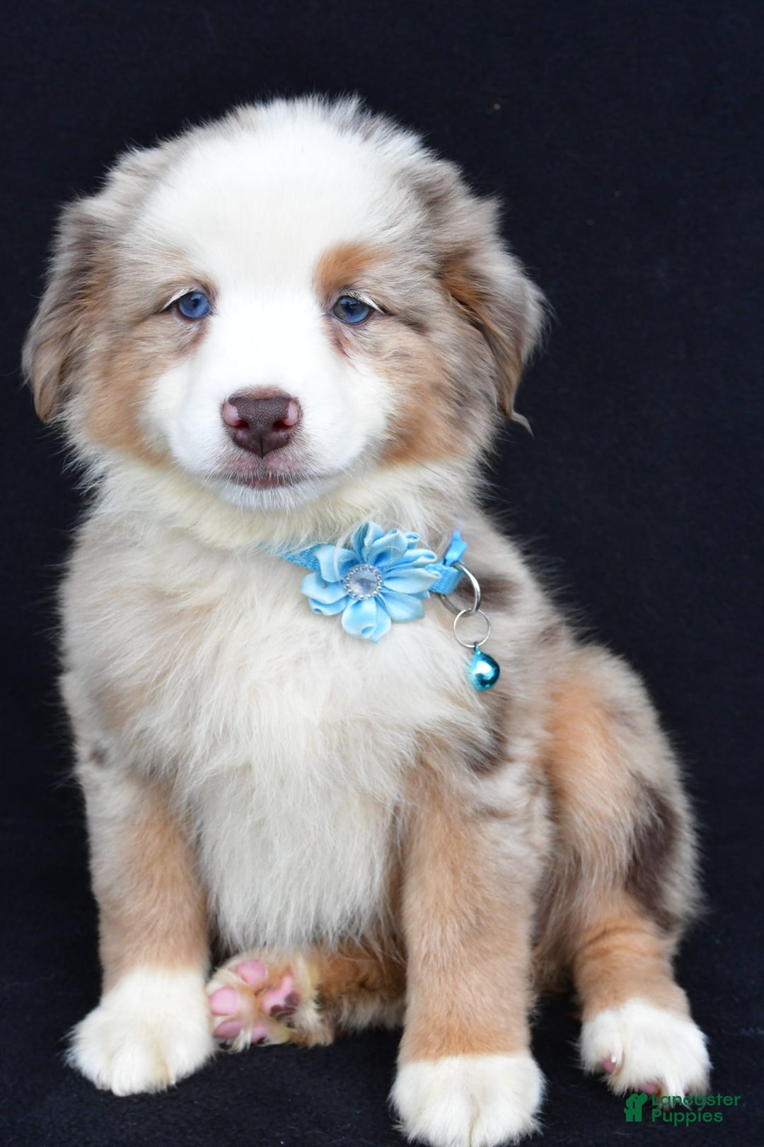 Miniature Australian Shepherd dogs for sale: Treasure - Image 1