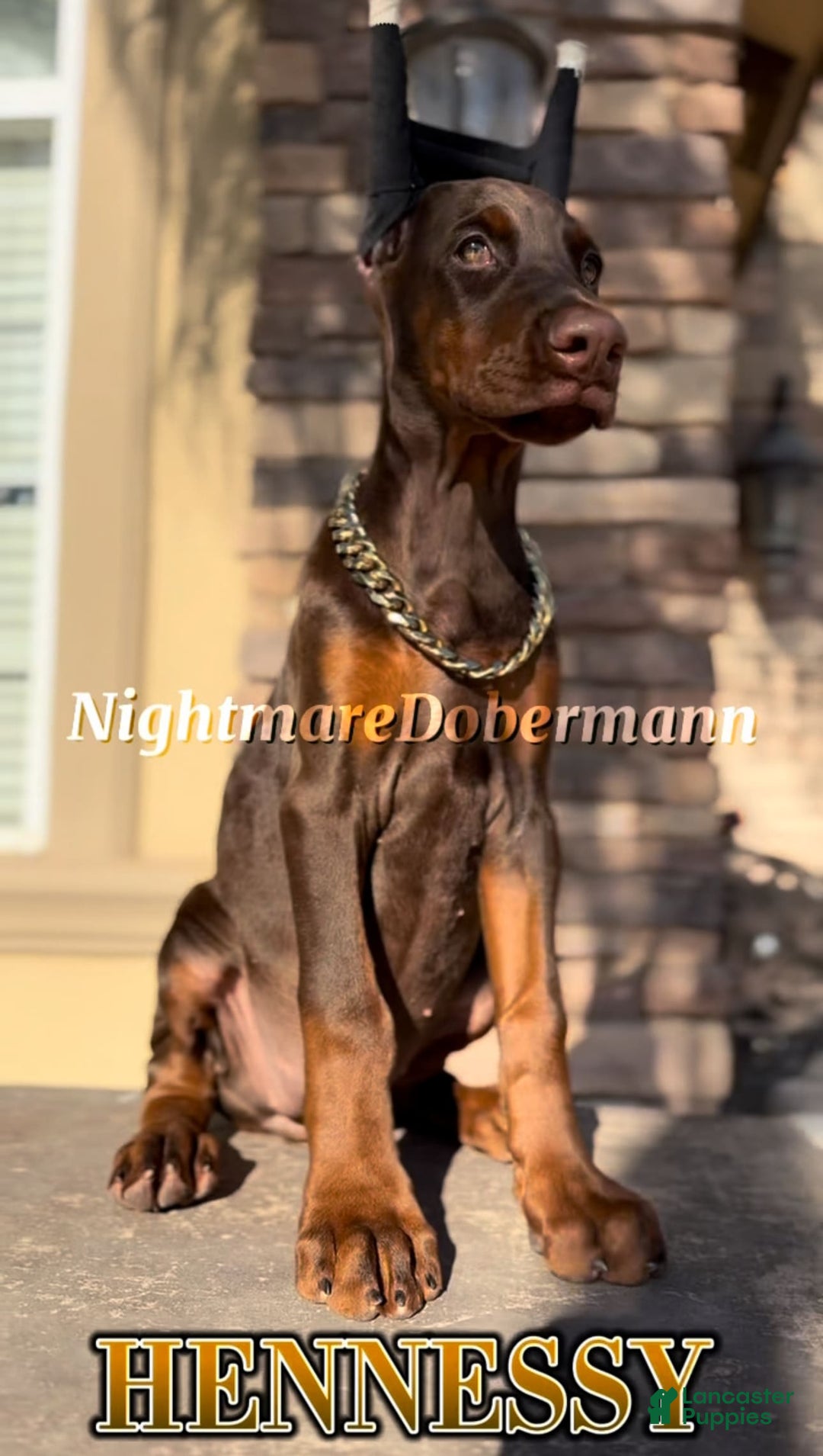 Doberman Pinscher dogs for sale: Hennessy - Image 1