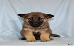 German Shepherd dogs for sale: Turbo - Image 1