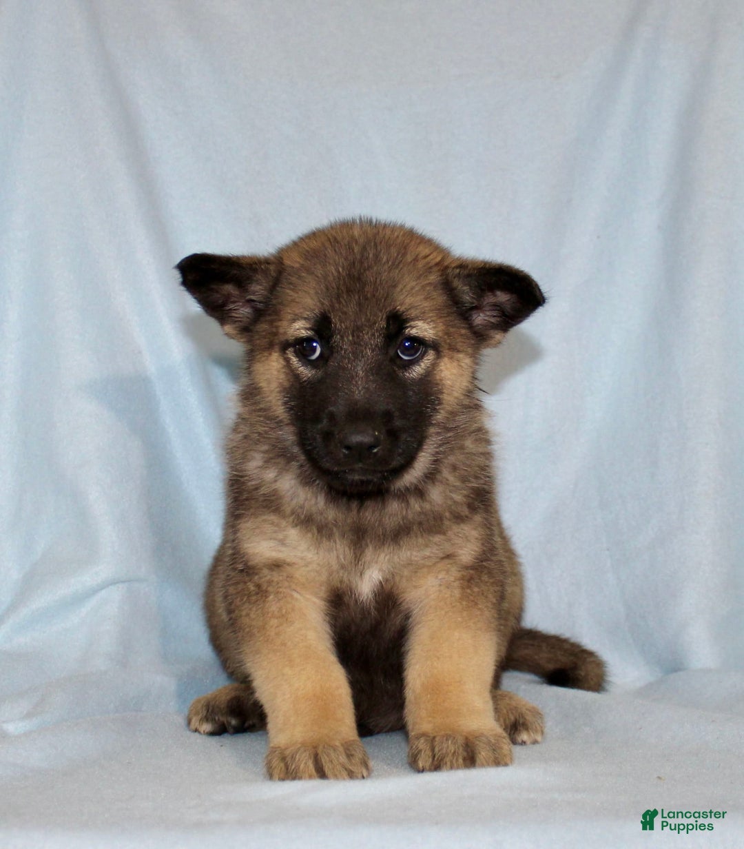 German Shepherd dogs for sale: Turbo - Image 1