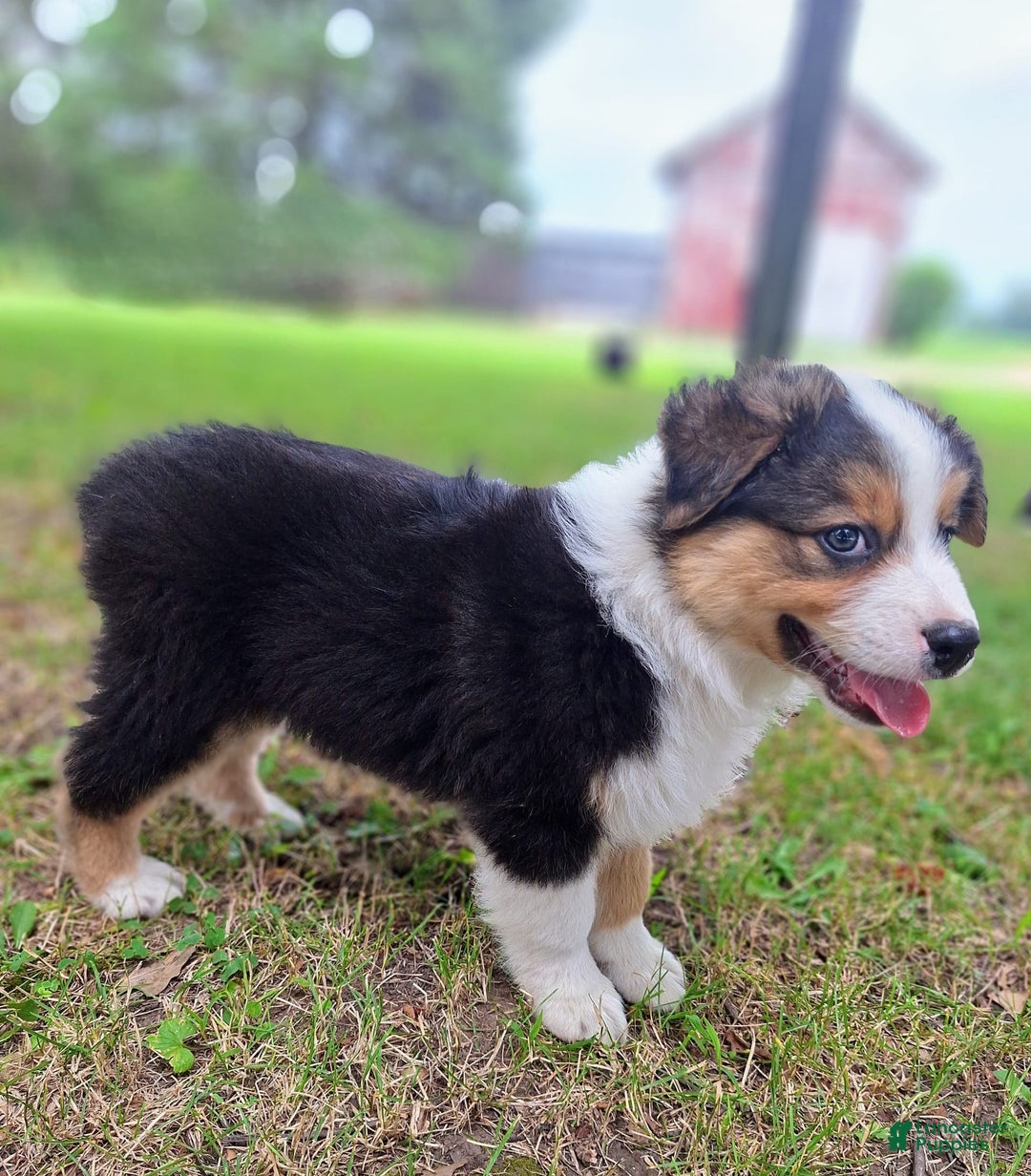 Australian Shepherd dogs for sale: Nate - Image 1
