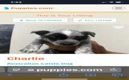 Australian Cattle Dog dogs for sale: Charlie - Image 4