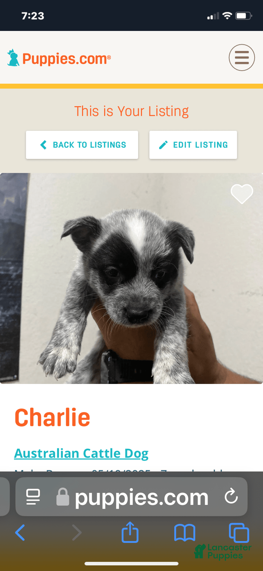 Australian Cattle Dog dogs for sale: Charlie - Image 4