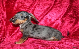Miniature Dachshund dogs for sale: Teddy Mini - Image 14