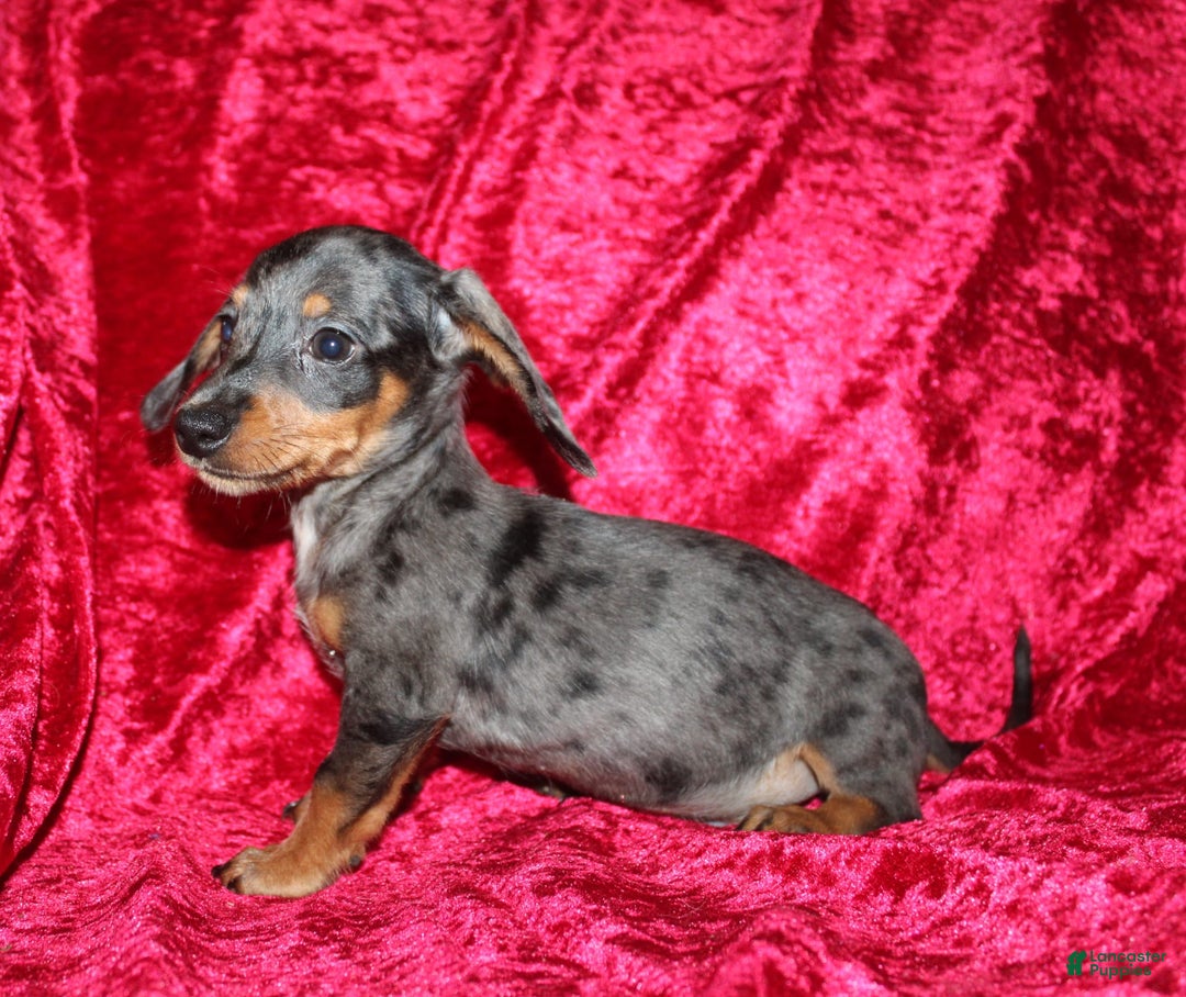 Miniature Dachshund dogs for sale: Teddy Mini - Image 14