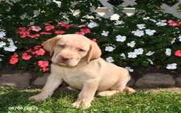 Labrador Retriever dogs for sale: Bruno - Image 3