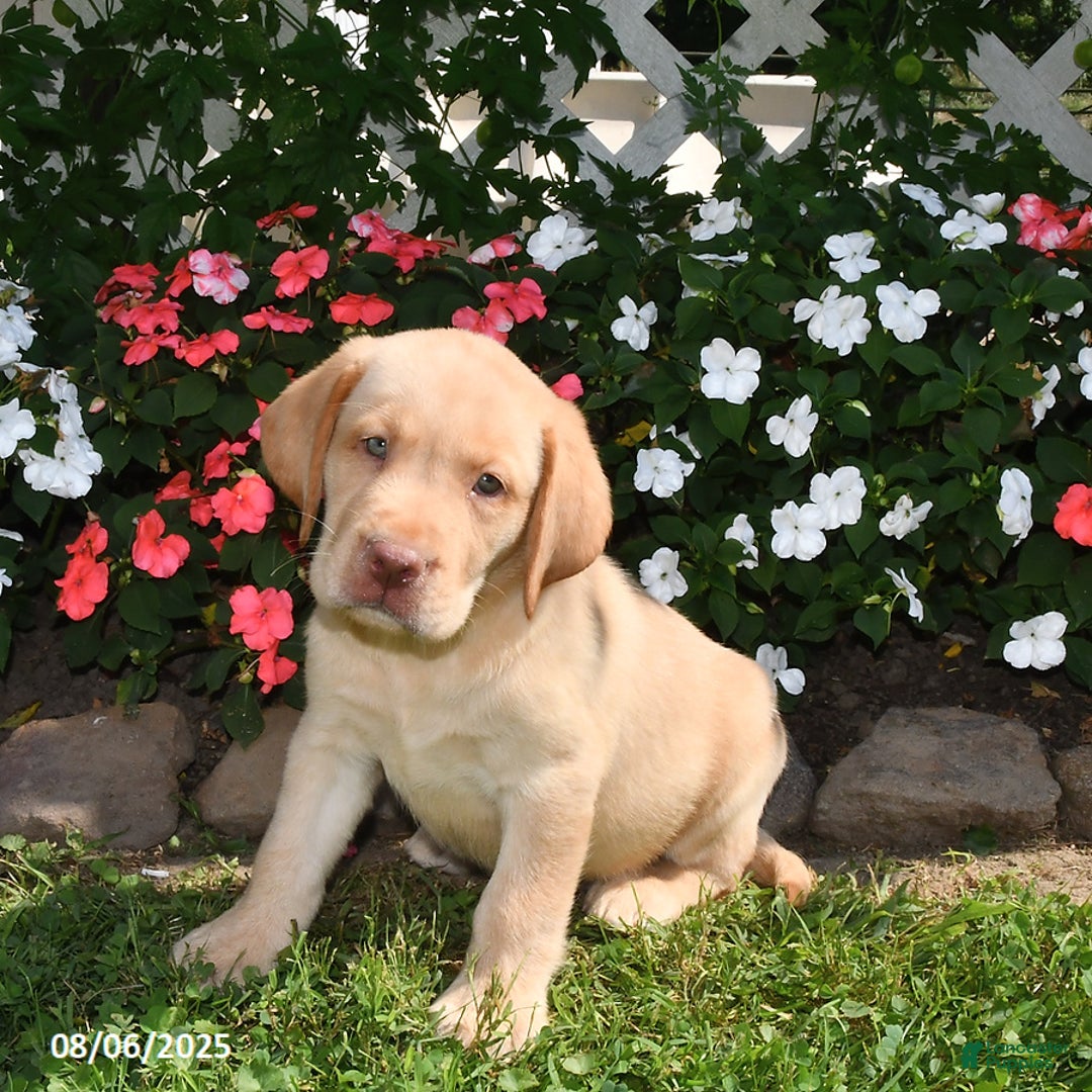 Labrador Retriever dogs for sale: Bruno - Image 3
