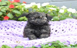 Chipoo dogs for sale: Wags - Image 2
