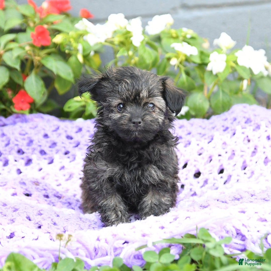 Chipoo dogs for sale: Wags - Image 2
