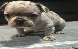 French Bulldog dogs for sale: Cookie - Image 2