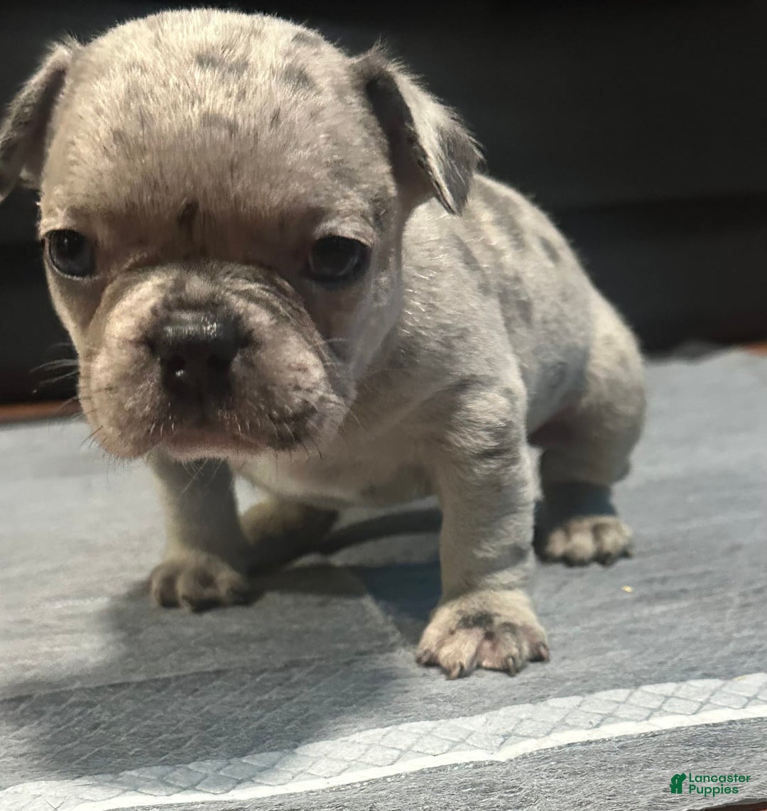 French Bulldog dogs for sale: Cookie - Image 2